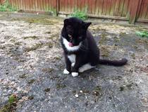 The Litter Tray Memorial Thread