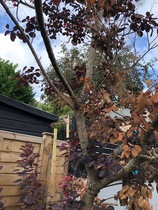 Does our beloved smoke tree have smoke Verticillium Wilt?