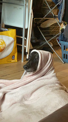 show me your dogs!