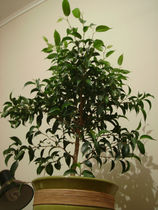 Please recommend house plants even I can't kill off?
