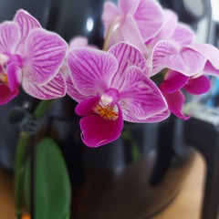 Penguin huddle 🐧🐧🐧 TTC after pregnancy loss - Thread 35 - time for some sticky BFP's