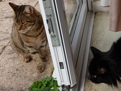 Thug cat part 3.  Unbidden guests are often welcomest when they are gone.
