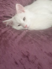 Photo thread for kittens!