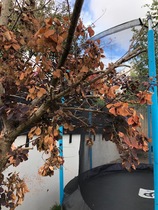 Does our beloved smoke tree have smoke Verticillium Wilt?