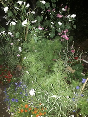 Non-flowering cosmos woes