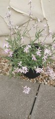 Plant I'd please
