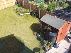 Trees for small gardens