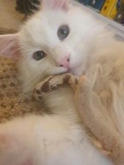 Kitten grooming