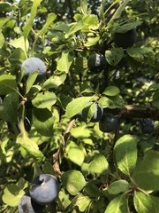Does anyone know what this is and is it safe to eat?