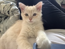 Kitten spam - pics attached and names needed!
