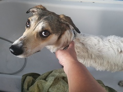 show me your dogs!