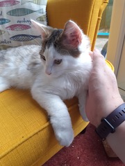 Is our cat a Norwegian forest cat?