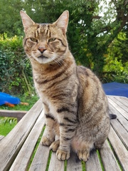 Thug cat part 3.  Unbidden guests are often welcomest when they are gone.