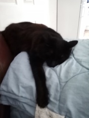 My cat is being weird...