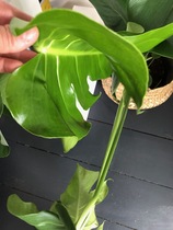 Monstera plant question
