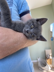 Photo thread for kittens!