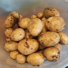 Allotment/Veg Patch Thread 16  Weather weirdness prevails !