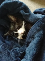 Photo thread for kittens!