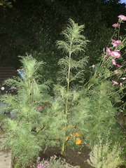 Non-flowering cosmos woes