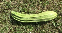 Allotment/Veg Patch Thread 16  Weather weirdness prevails !