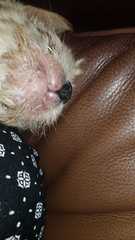 Any vets/dog owners