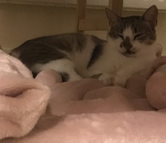 Rescue cat is terrified