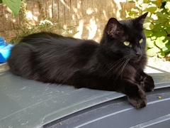 Thug cat part 3.  Unbidden guests are often welcomest when they are gone.
