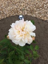 David Austin Rose Obsession