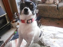 show me your dogs!