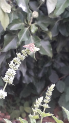 What is this moth on my mint, please? (Pics)