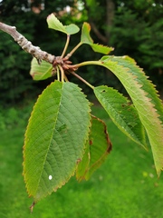 Help me identify this tree