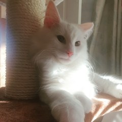Photo thread for kittens!