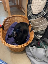 Recommendations for top loading cat carrier
