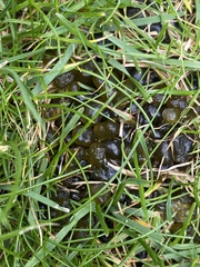 WARNING: gross pictures attached! What is this disgusting green slimy substance all over my garden???