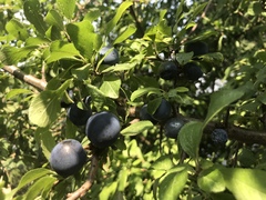 Does anyone know what this is and is it safe to eat?