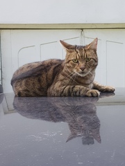 Thug cat part 3.  Unbidden guests are often welcomest when they are gone.