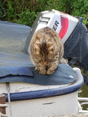 Thug cat part 3.  Unbidden guests are often welcomest when they are gone.