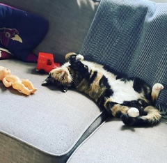 Liquid cat