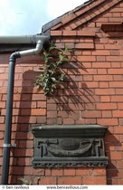 What is this bush/tree?