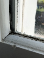 Mites near windows