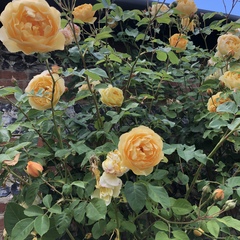 David Austin Rose Obsession