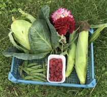 Allotment/Veg Patch Thread 16  Weather weirdness prevails !