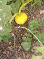 Allotment/Veg Patch Thread 16  Weather weirdness prevails !