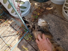 Thug Cat part 2. What, has this thing appeared again tonight?