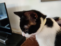 Kittens itchy and scabby around ears and eyes