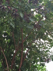 What is this tree?