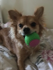 What is your dogs favourite toy?