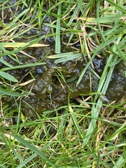 WARNING: gross pictures attached! What is this disgusting green slimy substance all over my garden???