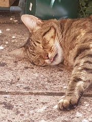 Thug Cat part 2. What, has this thing appeared again tonight?