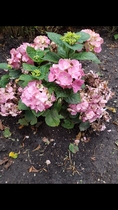 What's happening to my hydrangea??